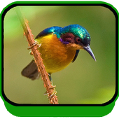 ikon Suara Burung Kolibri Sepah Raja