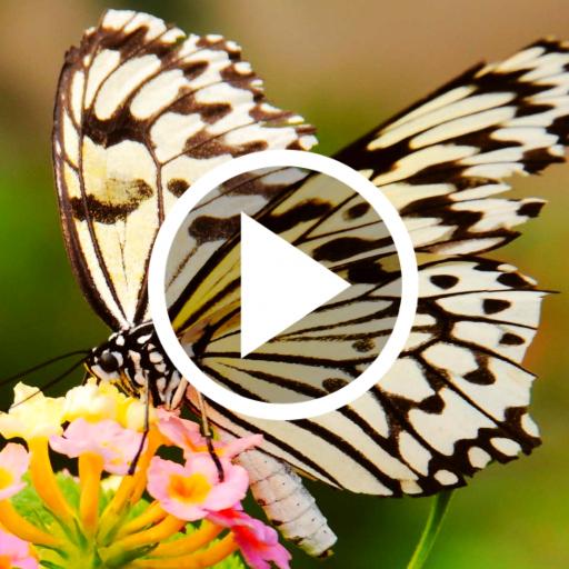 Butterfly Video Live Wallpaper icon