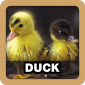 Duck Sound Ringtone icon