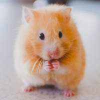 Hamster Wallpapers on 9Apps