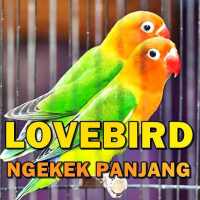 Suara Lovebird Ngekek Panjang MP3 Offline on 9Apps