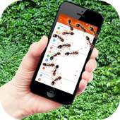 Ants on screen funny joke