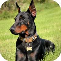 Обои с доберманом: картинки на заставку on 9Apps