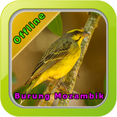 Master Kicau Burung Mozambik icon
