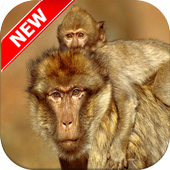 Monkey Wallpapers icon