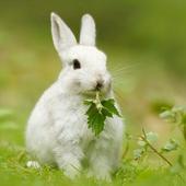 Rabbits Wallpapers icon