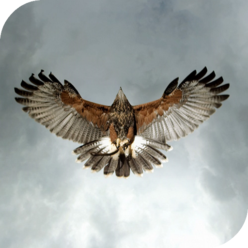 Eagle Live Wallpaper icon
