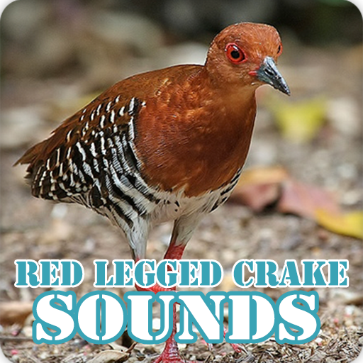 Red Legged Crake Bird Sounds Collection icon