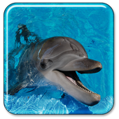 Dolphin Live Wallpaper أيقونة