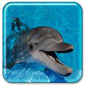 Dolphin Live Wallpaper on 9Apps
