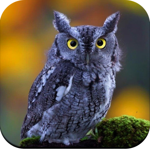 Owl Wallpaper HD icon