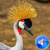 Crane Bird Sounds Ringtones icon