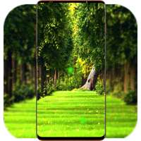 Green Nature Wallpaper