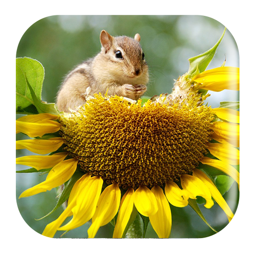 Chipmunk Sounds icon