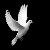 Christian Ladies Church Group icon