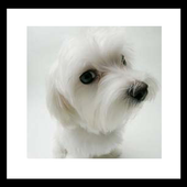 cutey dog wallpaper icon