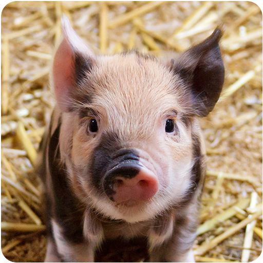 Farm Animal Sounds icon