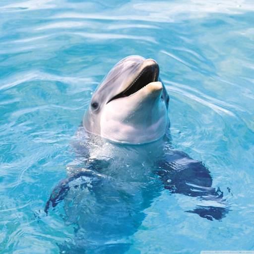 Dolphin Wallpaper Hd icon
