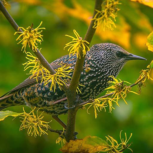 Quail Sounds - Ringtones &amp; Notification icon