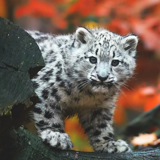 Snow Leopard Wallpaper icon