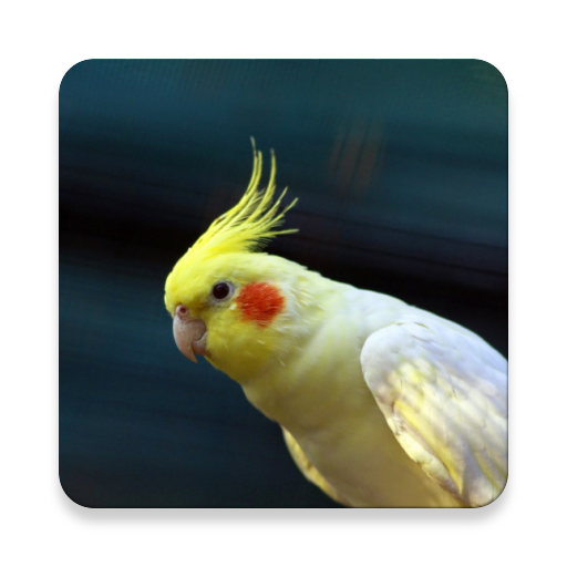 Cockatiel de sonidos de aves ~ Sclip.app icon