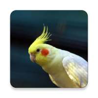 Sultan papağanı Kuş Sesler ~ Sclip.app on 9Apps