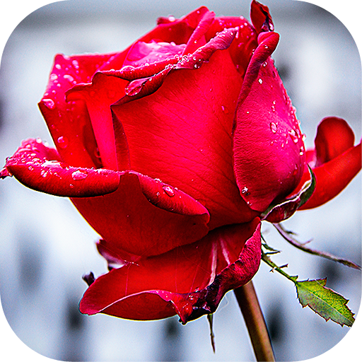 Roses stickers for WhatsApp icon