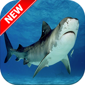 Shark Wallpapers icon