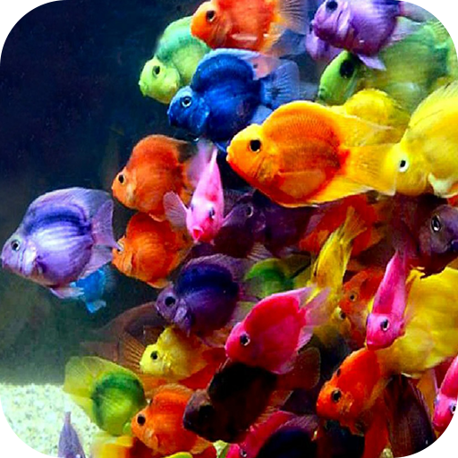 Fish 4k Wallpaper иконка