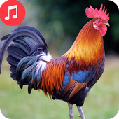 Best Rooster Sounds icon