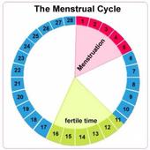 Ovulation Calculator icon