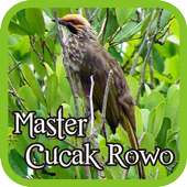 Straw-headed Bulbul on 9Apps