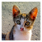 Cats and Kittens - Wallpapers icon