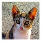 Cats and Kittens - Wallpapers