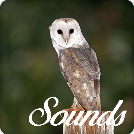 Owl Bird Sounds and Ringtone Audio icon