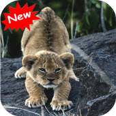 Lion on 9Apps