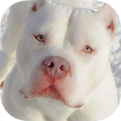 pitbull wallpaper - dog icon