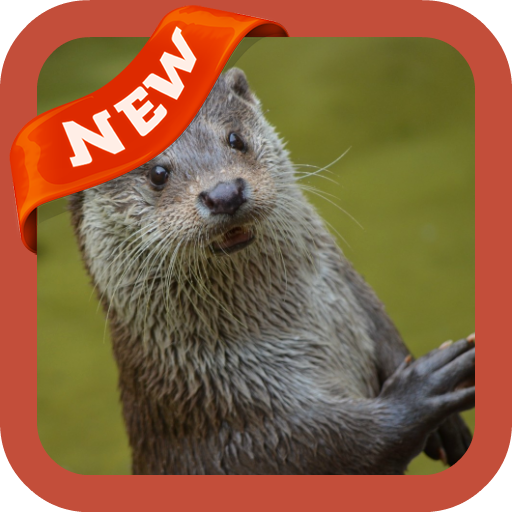 Otter Wallpaper icon