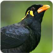 Hill Myna Bird Sounds on 9Apps