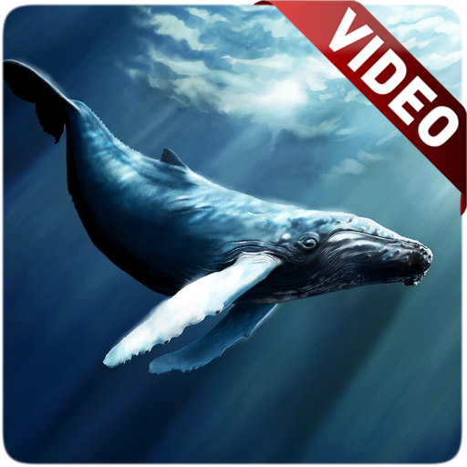 Blue Whale Video Live Wallpaper icon