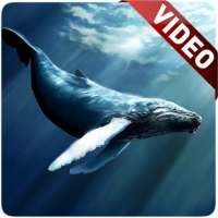 Blue Whale Video Live Wallpaper on 9Apps