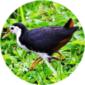 ikon Wak Wak Pikat MP3