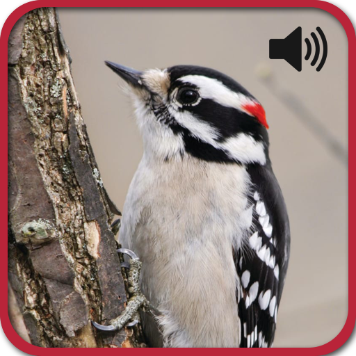 All Bird Sound And Ringtones icon