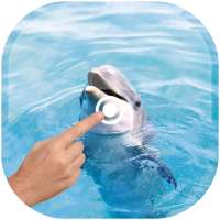 Magic Touch - Dolphin In Water on 9Apps