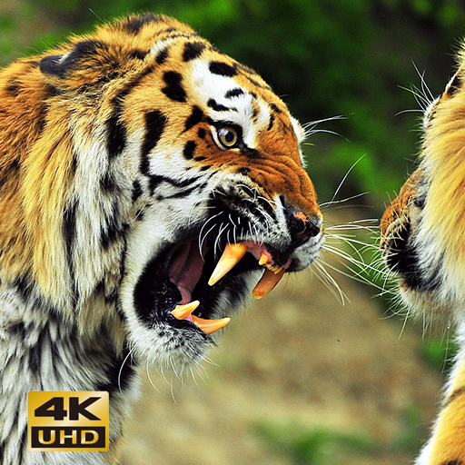 Animals HD Wallpapers Lock Screen icon