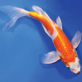 Koi Fish Cultivation and Farm icon