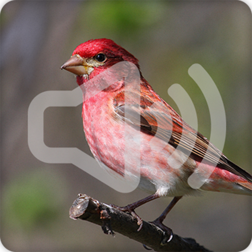 Finch Bird Call Sounds Ringtone icon
