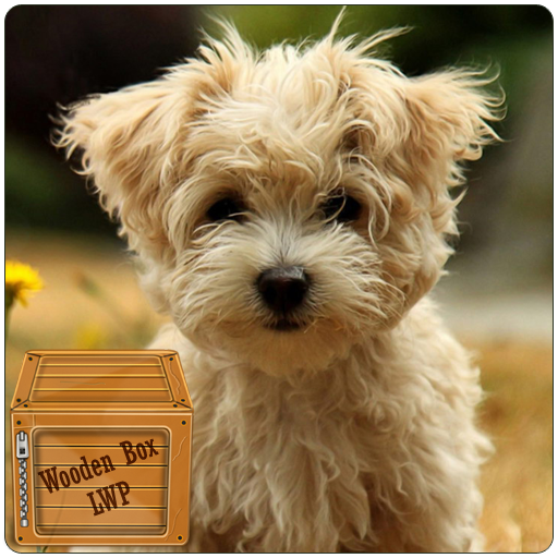 maltese puppy wallpaper - cute puppy wallpaper icon