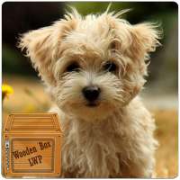 maltese puppy wallpaper - cute puppy wallpaper on 9Apps