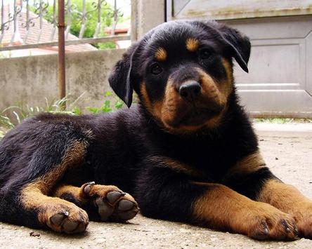 Rottweilers Dogs Jigsaw Puzzle screenshot 4